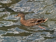 P9099881