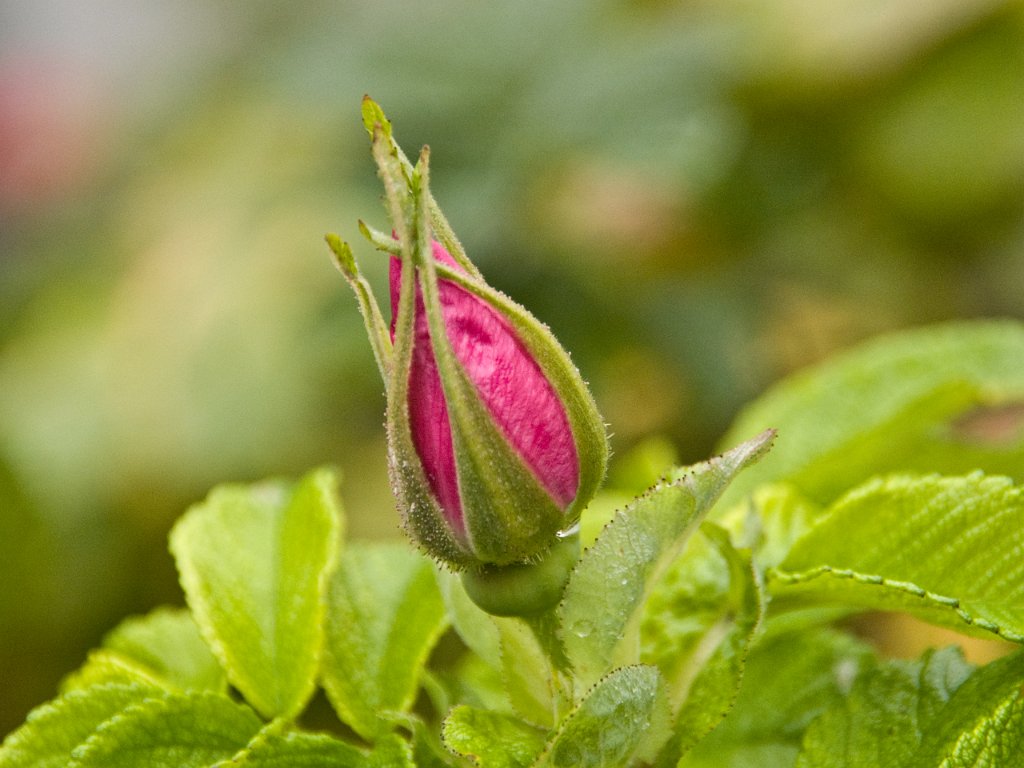 PA021092.jpg - OLYMPUS DIGITAL CAMERA