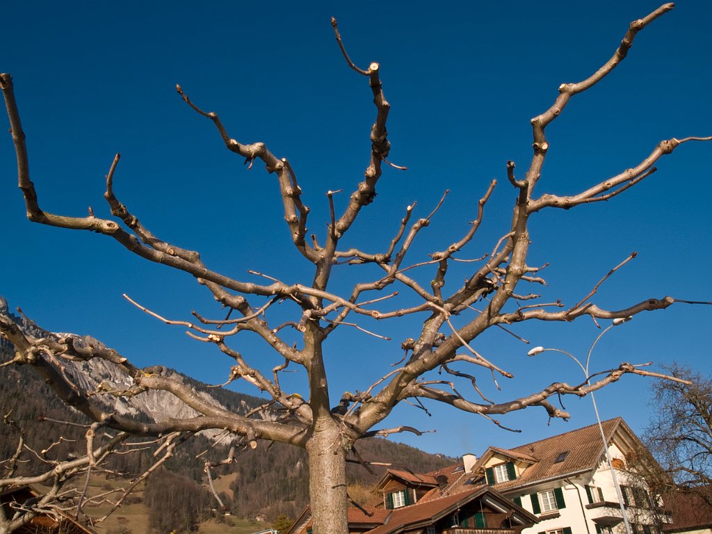 P2244655.jpg - OLYMPUS DIGITAL CAMERA