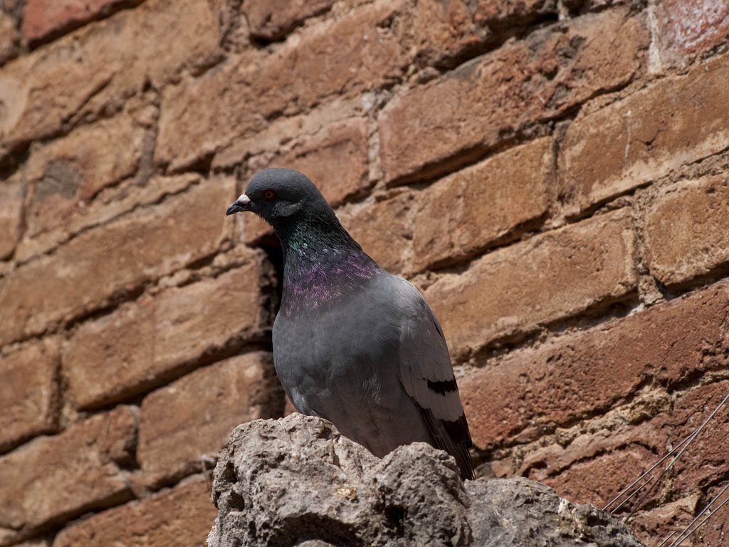 P4246330.jpg - OLYMPUS DIGITAL CAMERA