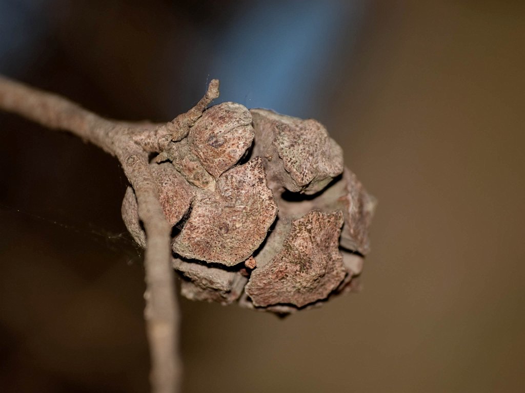 P4256587.jpg - OLYMPUS DIGITAL CAMERA