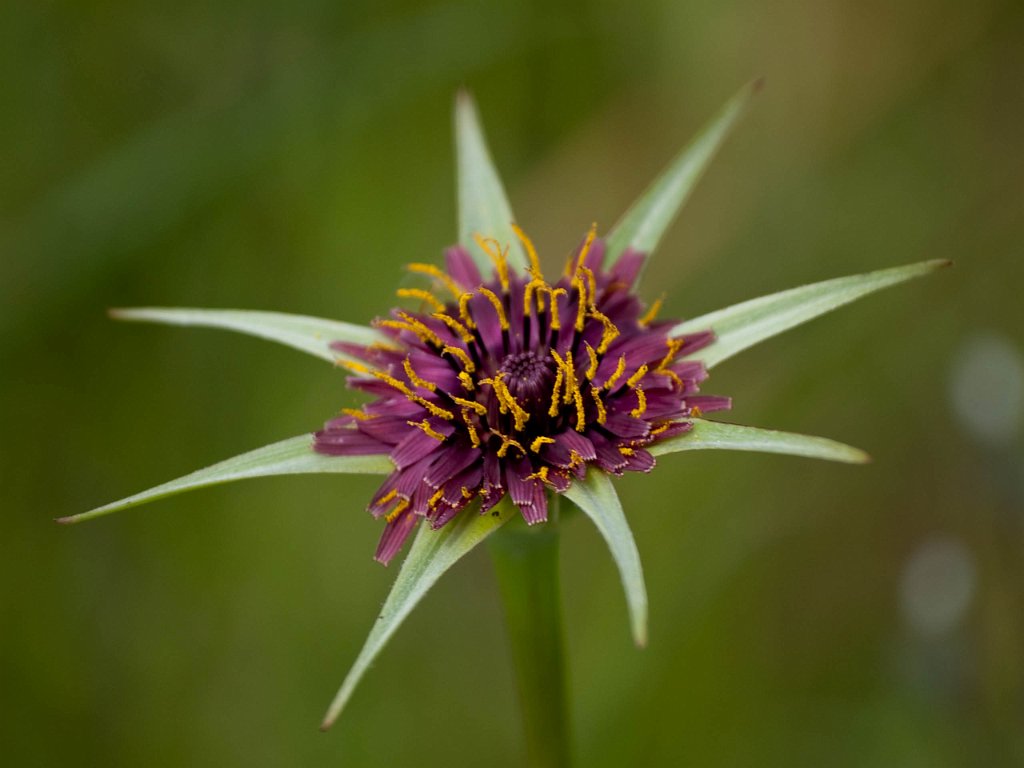P4256638.jpg - OLYMPUS DIGITAL CAMERA