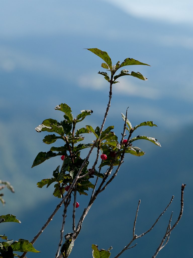 P9055407.jpg - OLYMPUS DIGITAL CAMERA