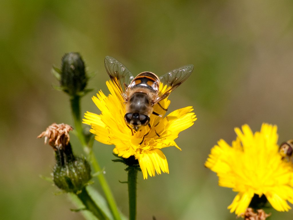 P9065982.jpg - OLYMPUS DIGITAL CAMERA