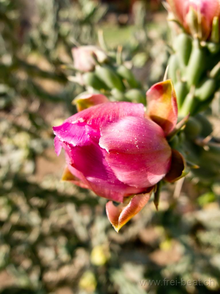 P6050780.jpg - OLYMPUS DIGITAL CAMERA
