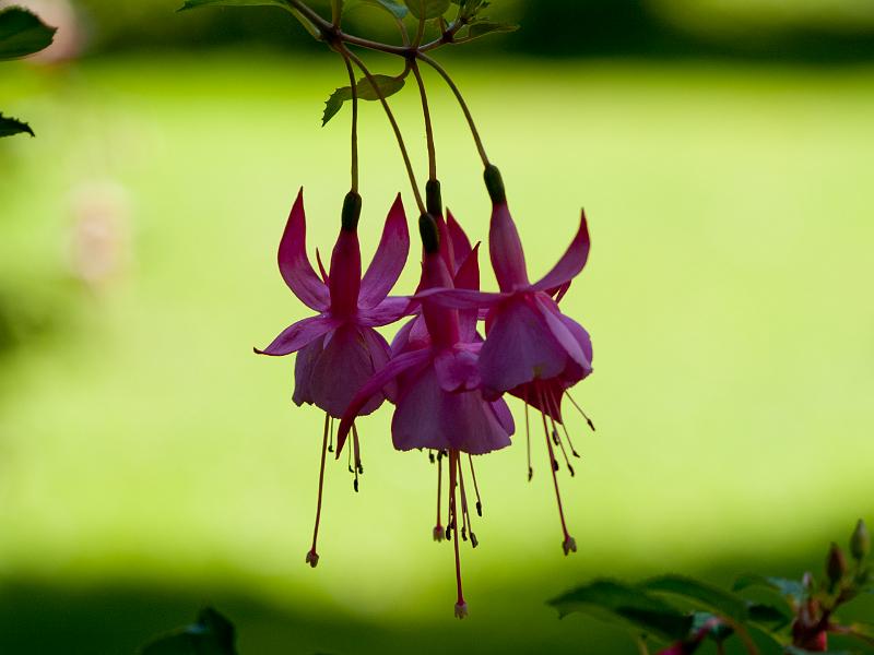 P8203180.jpg - OLYMPUS DIGITAL CAMERA