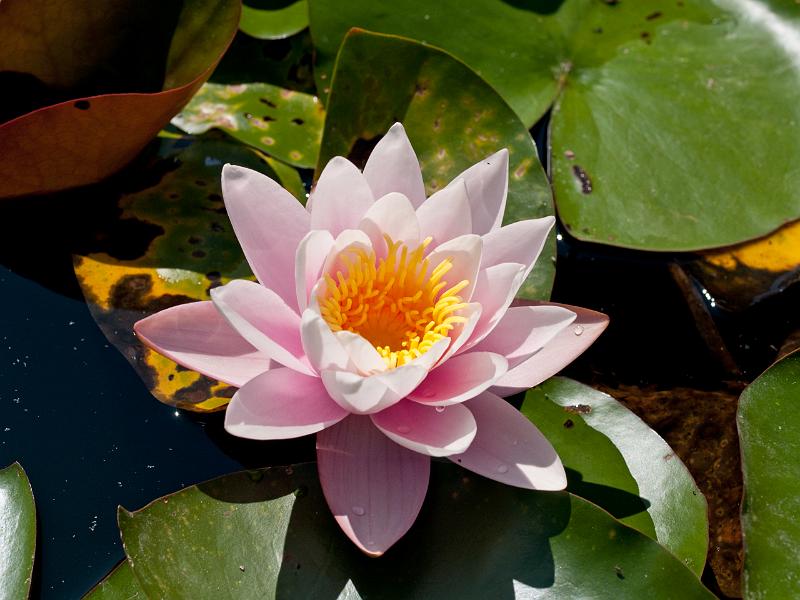 P8203244.jpg - OLYMPUS DIGITAL CAMERA