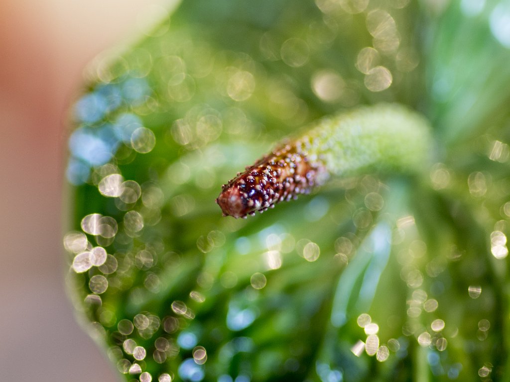 P5012584.jpg - OLYMPUS DIGITAL CAMERA