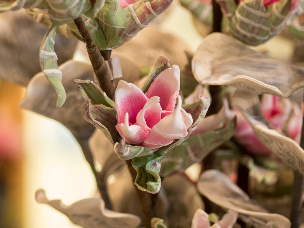 P5012587.jpg - OLYMPUS DIGITAL CAMERA