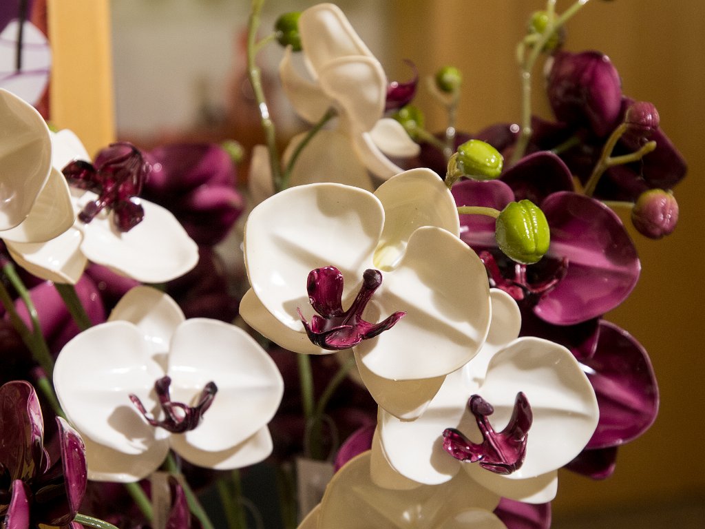 P5012598.jpg - OLYMPUS DIGITAL CAMERA