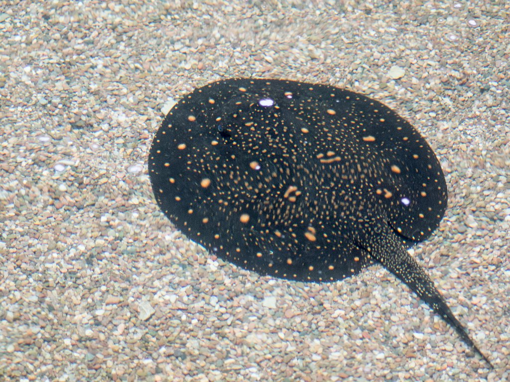 P5022720.jpg - OLYMPUS DIGITAL CAMERA