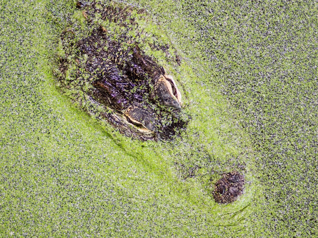 P5022736.jpg - OLYMPUS DIGITAL CAMERA