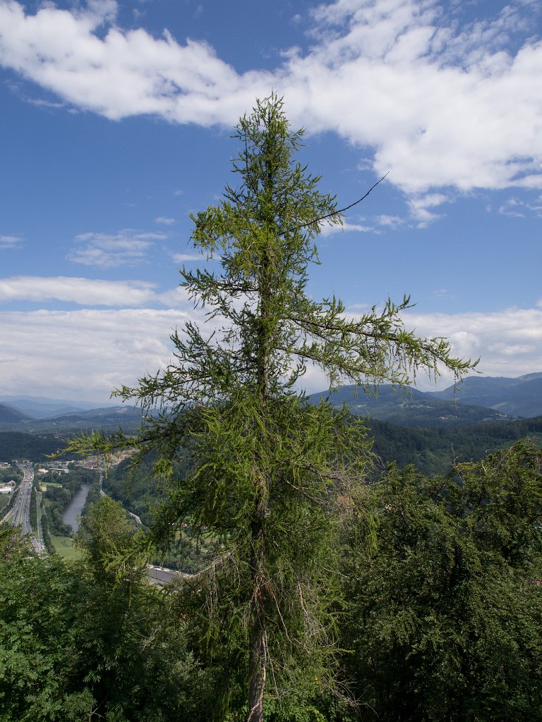 P7235735.jpg - OLYMPUS DIGITAL CAMERA