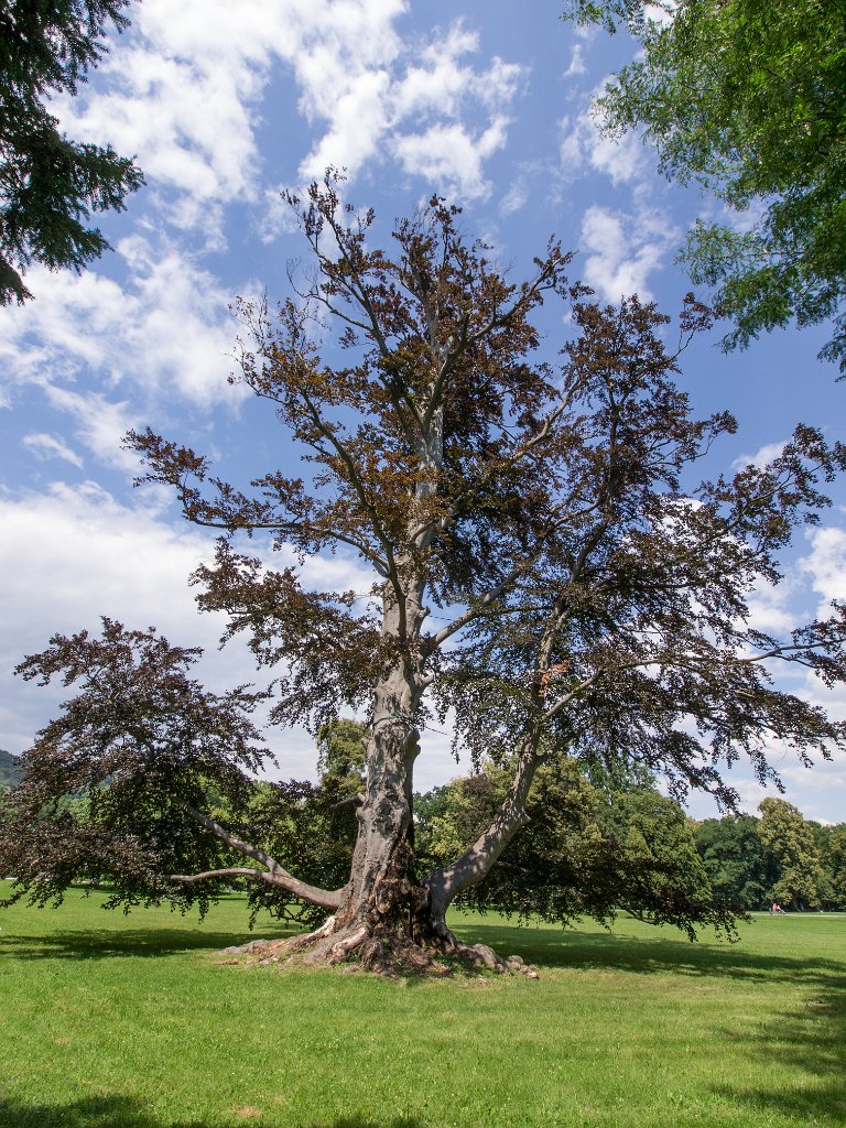 P7236070.jpg - OLYMPUS DIGITAL CAMERA