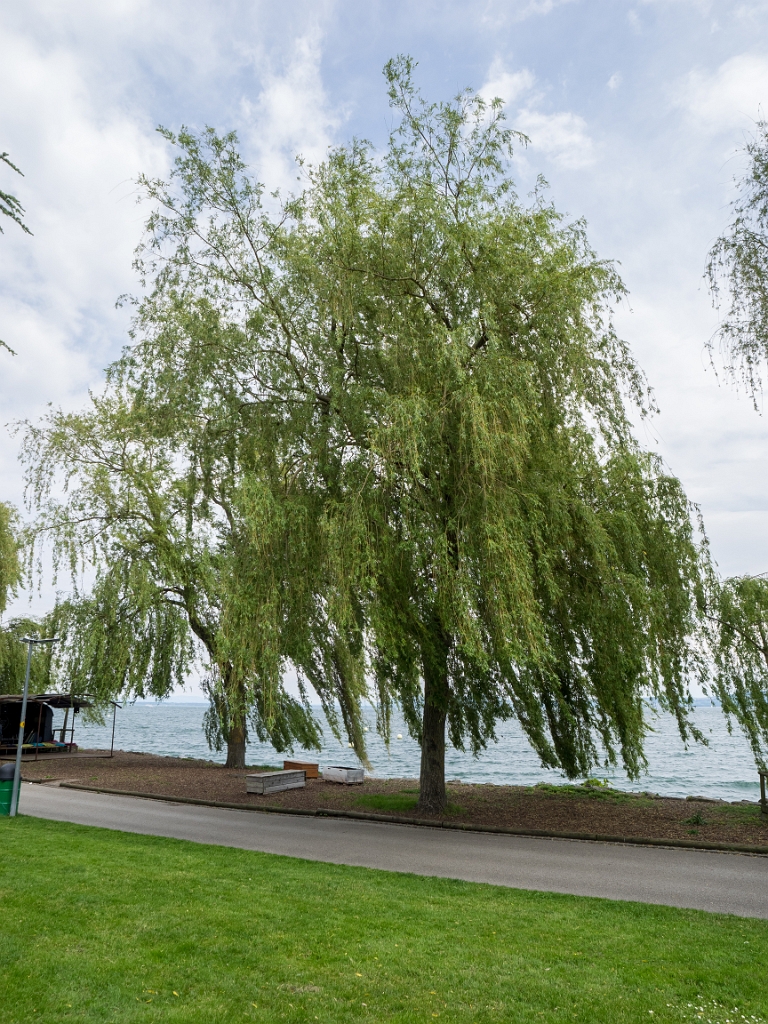 P5233296.jpg - OLYMPUS DIGITAL CAMERA