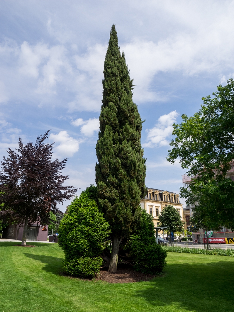 P5233331.jpg - OLYMPUS DIGITAL CAMERA