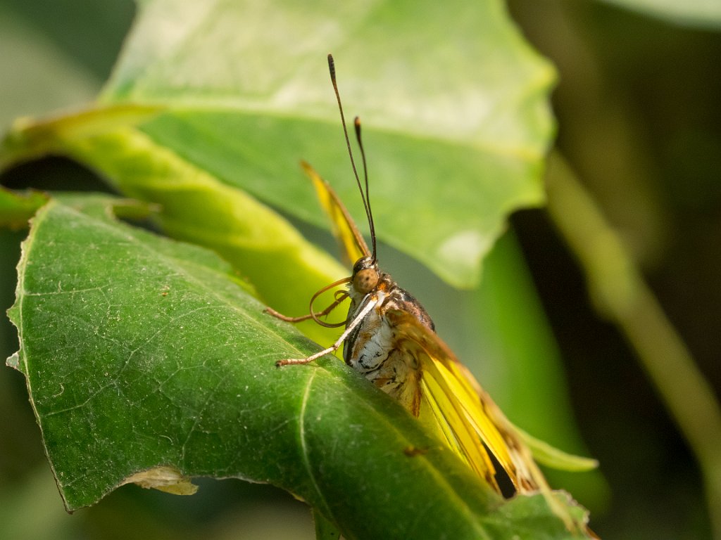 P5253723.jpg - OLYMPUS DIGITAL CAMERA