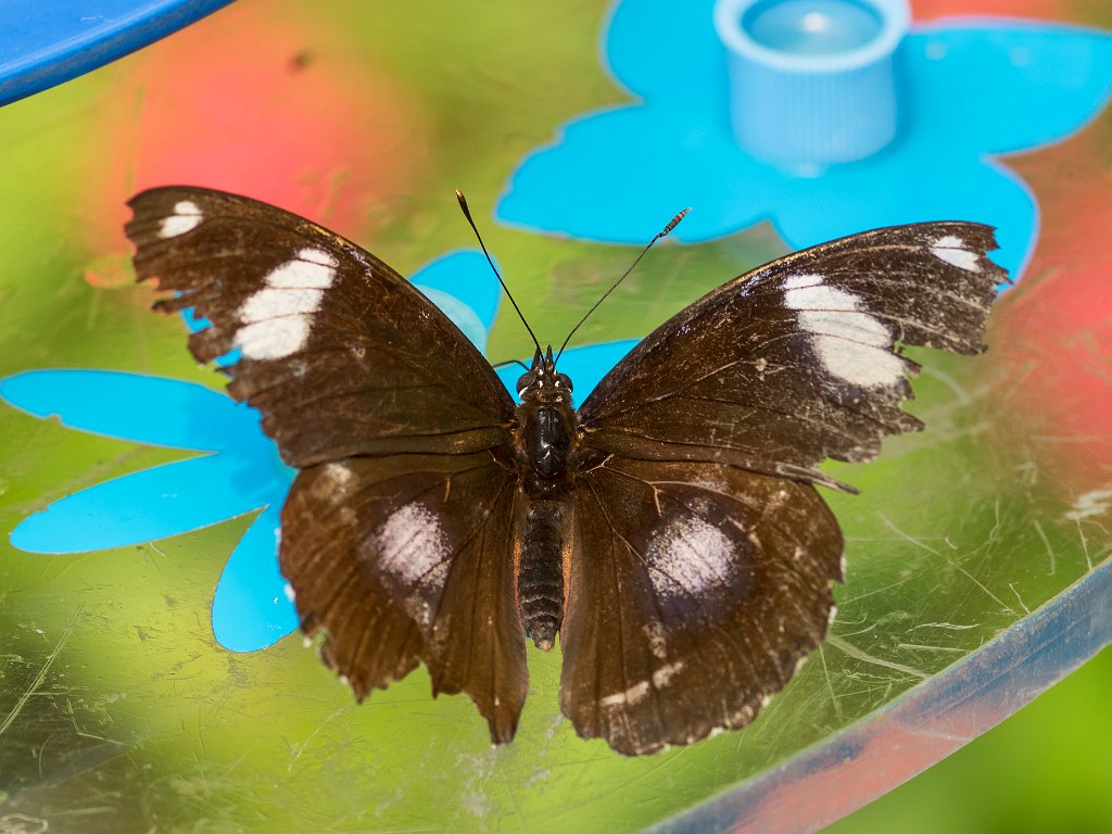 P5253756.jpg - OLYMPUS DIGITAL CAMERA