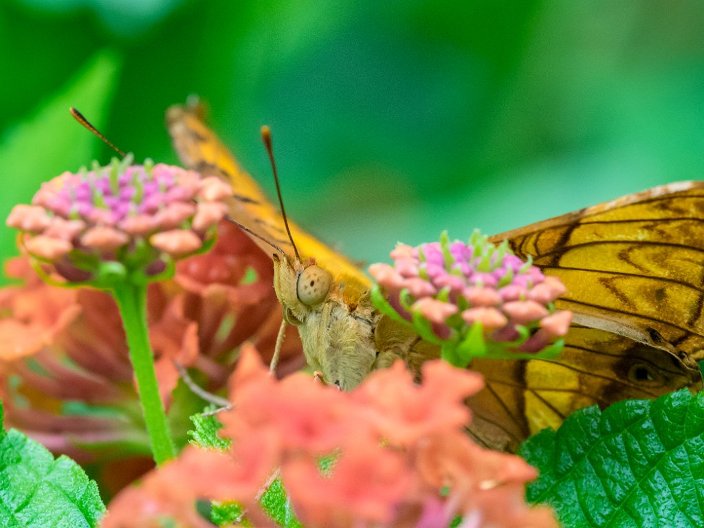 P5253784.jpg - OLYMPUS DIGITAL CAMERA