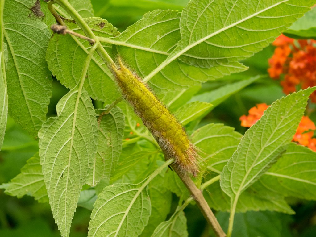 P5253798.jpg - OLYMPUS DIGITAL CAMERA