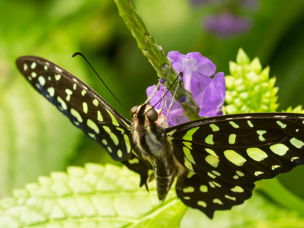 P5253899.jpg - OLYMPUS DIGITAL CAMERA