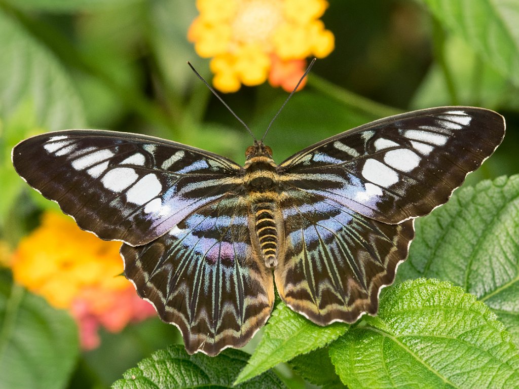 P5253951.jpg - OLYMPUS DIGITAL CAMERA