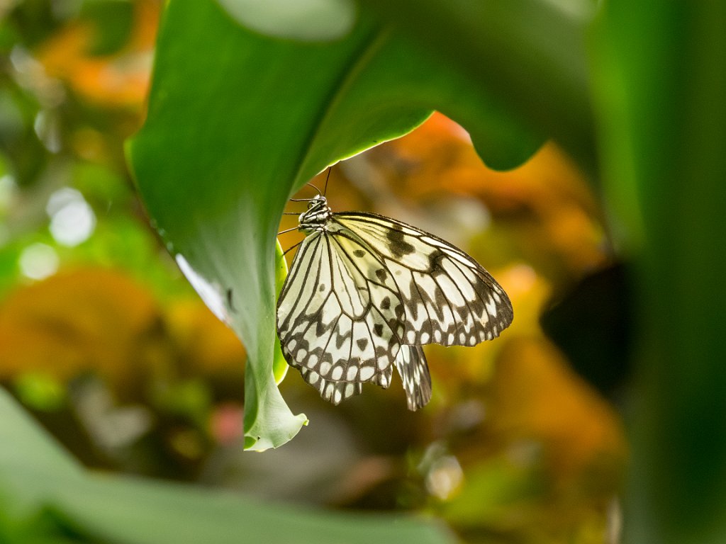 P5253973-2.jpg - OLYMPUS DIGITAL CAMERA