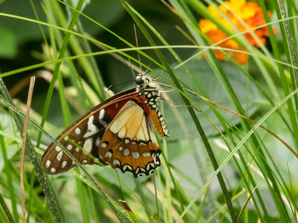 P5253997.jpg - OLYMPUS DIGITAL CAMERA