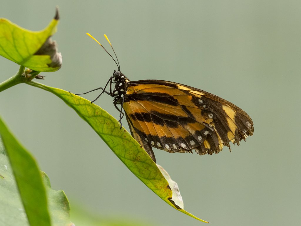 P5254003.jpg - OLYMPUS DIGITAL CAMERA