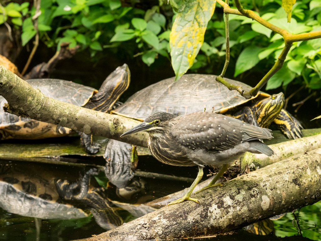 P5254078.jpg - OLYMPUS DIGITAL CAMERA