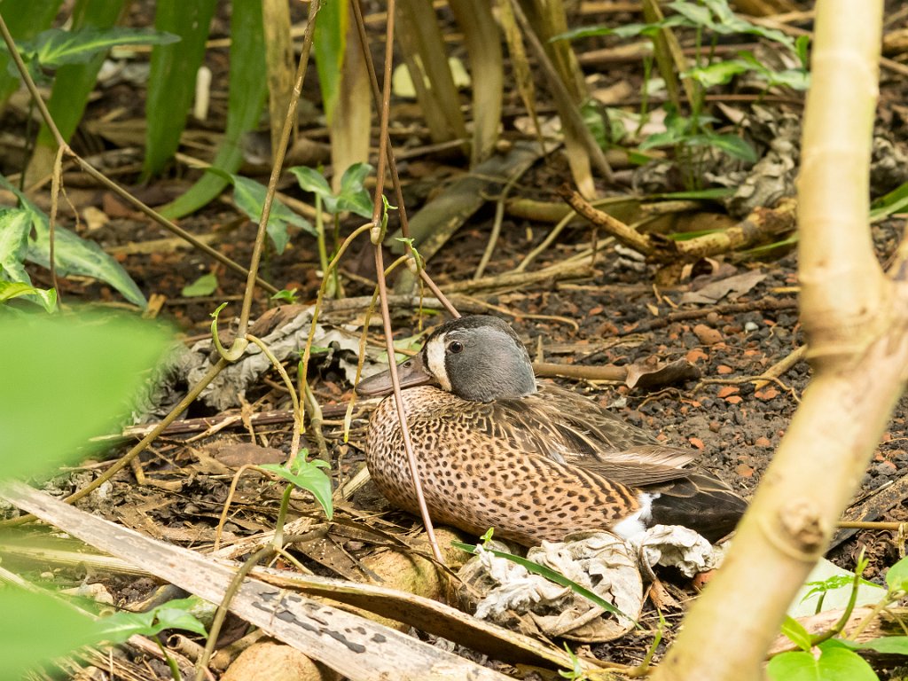 P5254094.jpg - OLYMPUS DIGITAL CAMERA