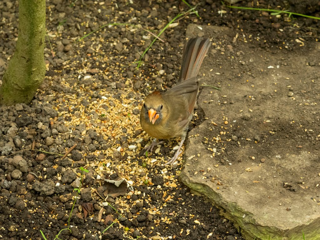 P5254182.jpg - OLYMPUS DIGITAL CAMERA