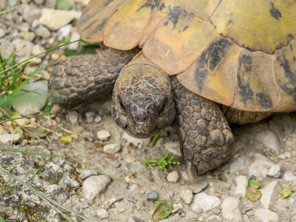 P5254214.jpg - OLYMPUS DIGITAL CAMERA