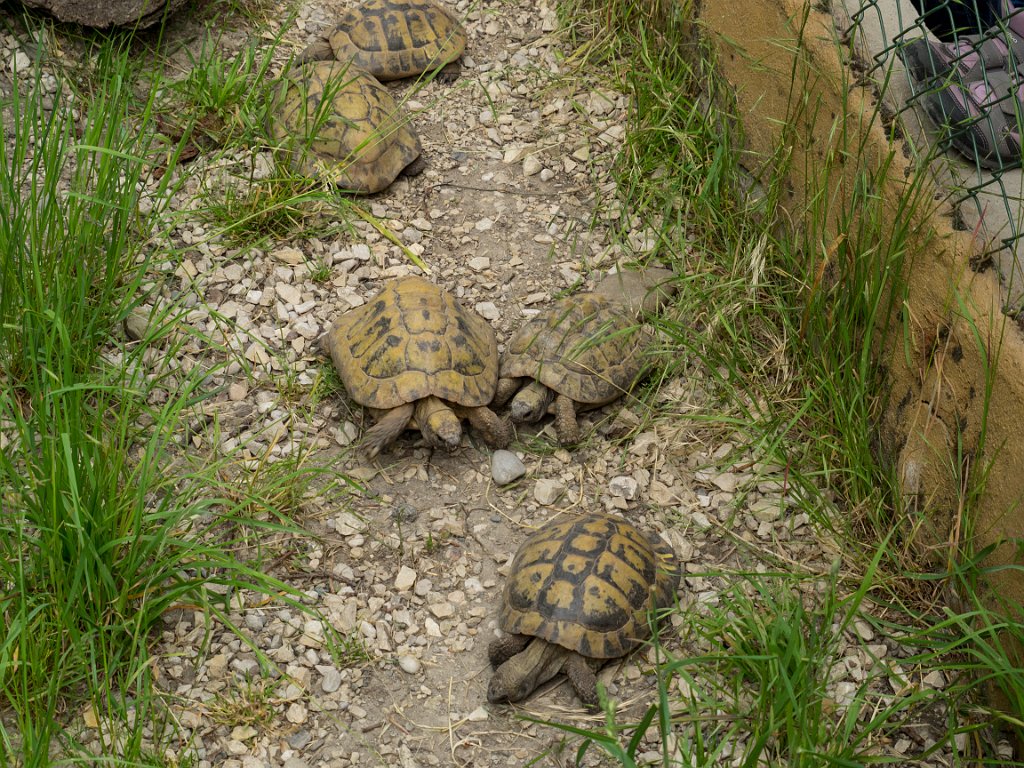 P5254218.jpg - OLYMPUS DIGITAL CAMERA