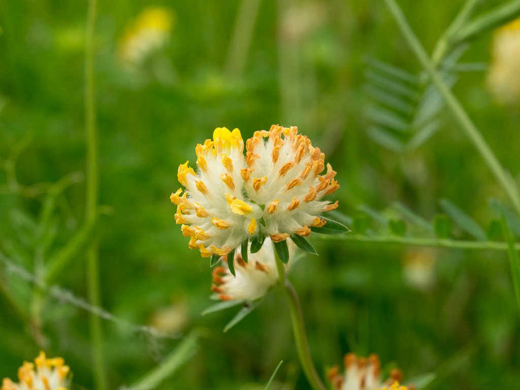 P5254231.jpg - OLYMPUS DIGITAL CAMERA