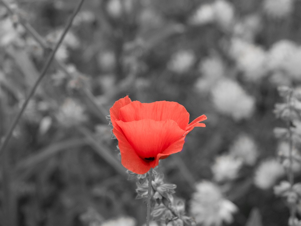 P5254234.jpg - OLYMPUS DIGITAL CAMERA