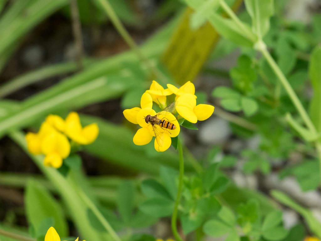 P5254242.jpg - OLYMPUS DIGITAL CAMERA