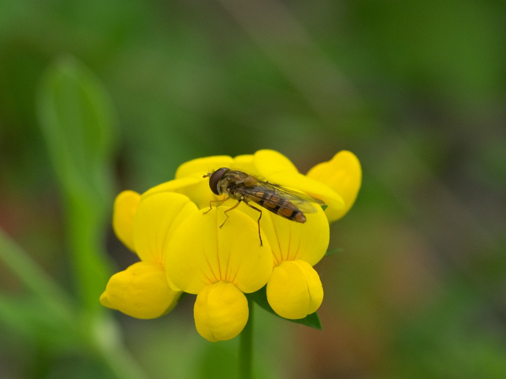 P5254245.jpg - OLYMPUS DIGITAL CAMERA