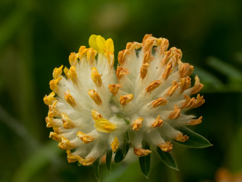 P5254248.jpg - OLYMPUS DIGITAL CAMERA