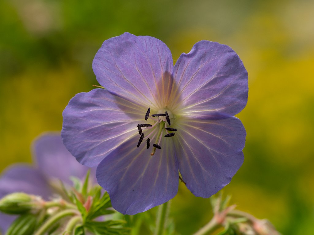 P5254254.jpg - OLYMPUS DIGITAL CAMERA