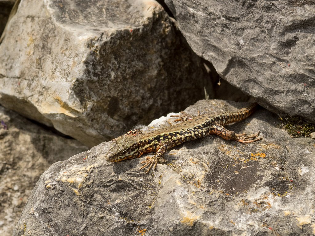 P5254266.jpg - OLYMPUS DIGITAL CAMERA