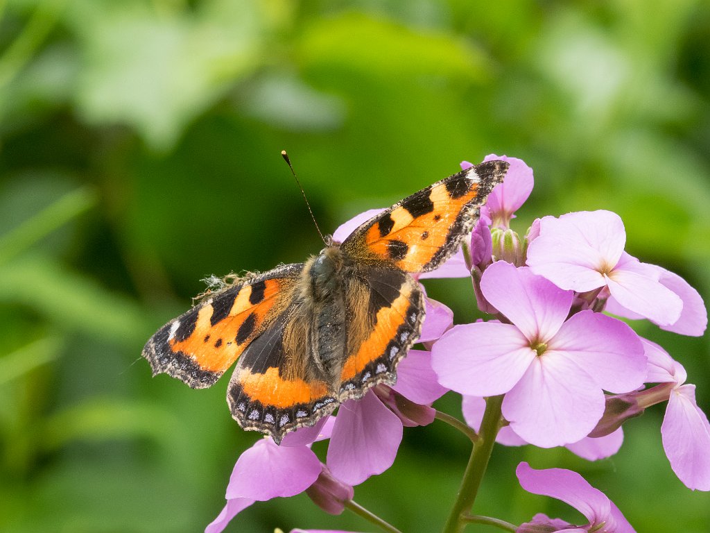 P5254290.jpg - OLYMPUS DIGITAL CAMERA