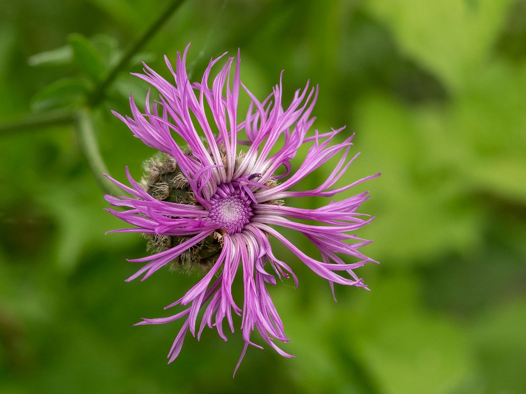 P5254293.jpg - OLYMPUS DIGITAL CAMERA