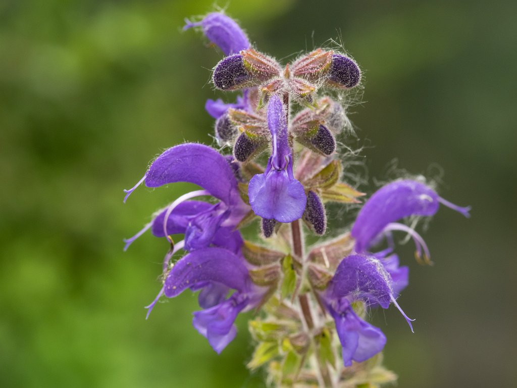 P5254295.jpg - OLYMPUS DIGITAL CAMERA