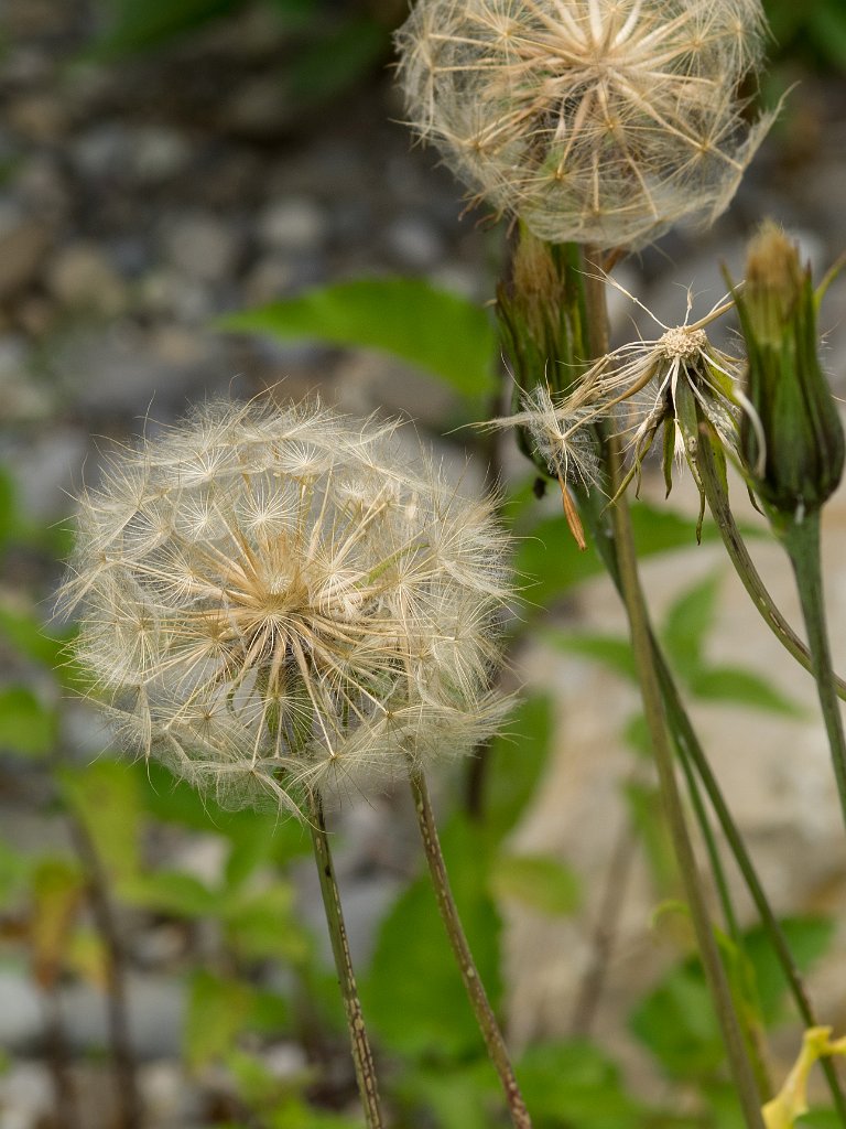 P5254296.jpg - OLYMPUS DIGITAL CAMERA