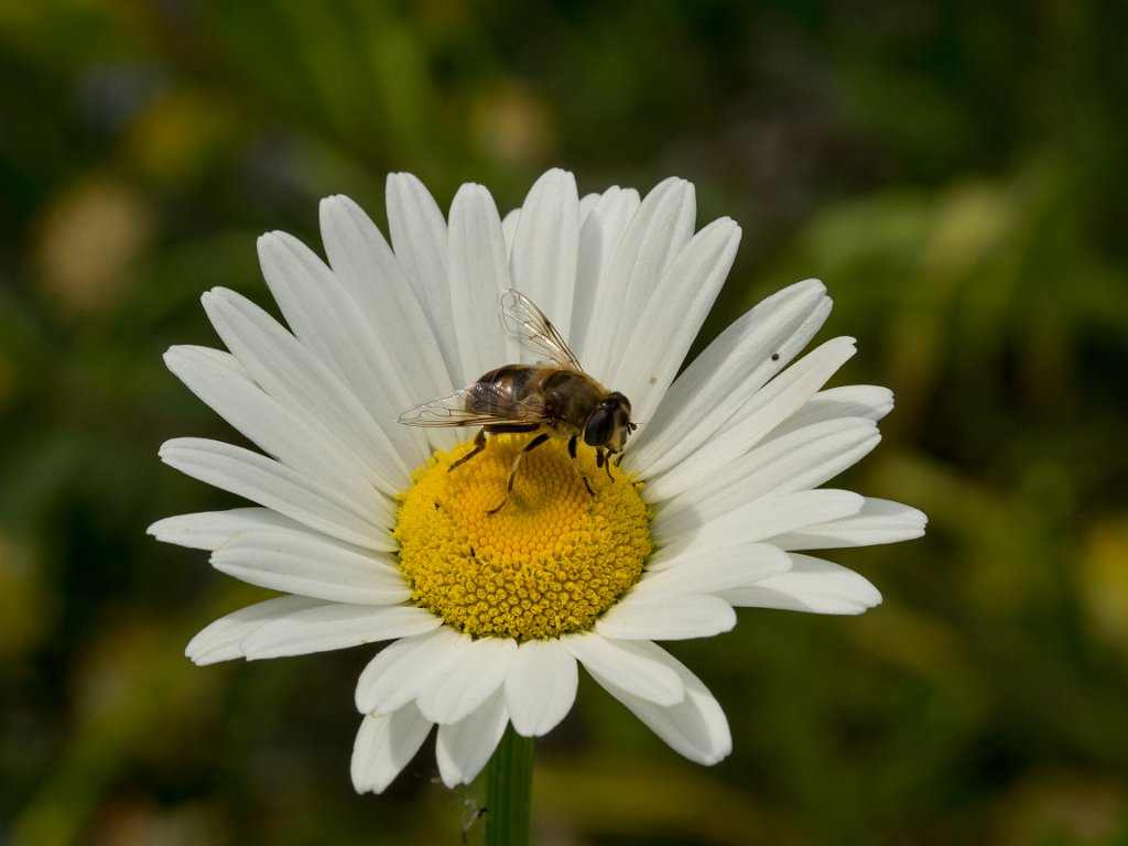 P5254304.jpg - OLYMPUS DIGITAL CAMERA