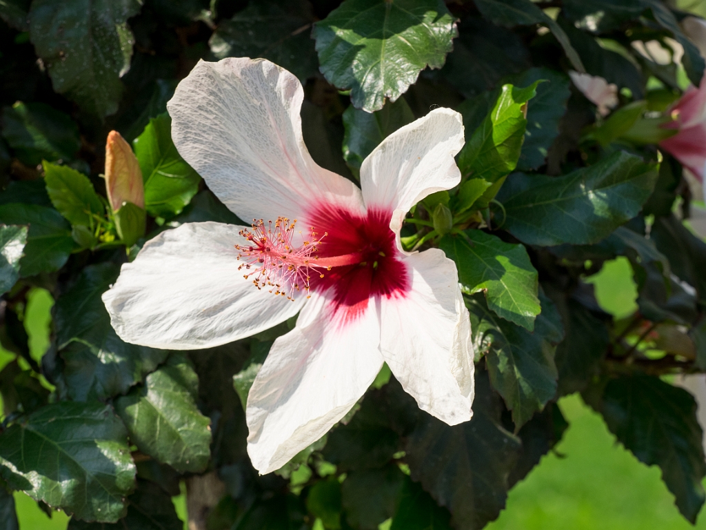 P8222371.jpg - OLYMPUS DIGITAL CAMERA