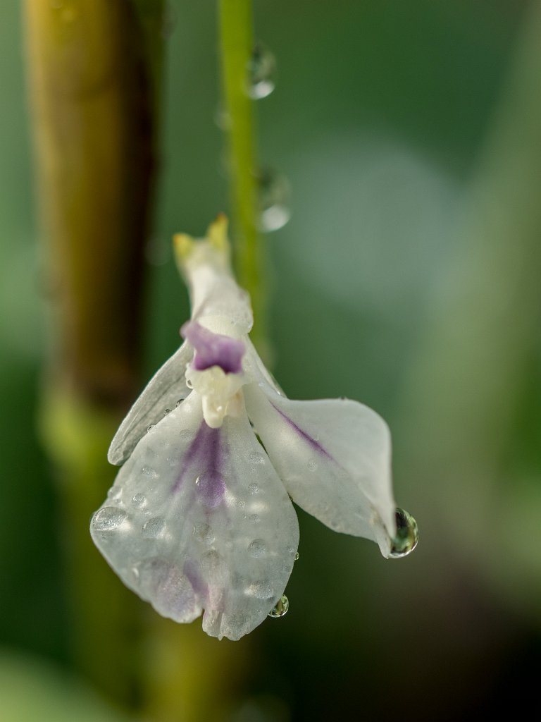 PC300312.jpg - OLYMPUS DIGITAL CAMERA