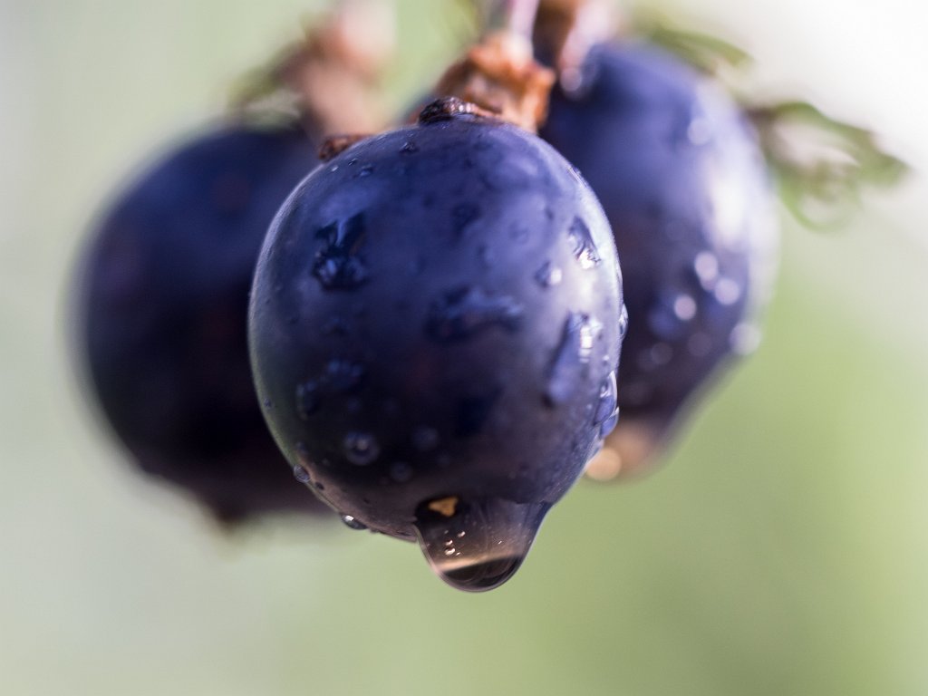 PC300313.jpg - OLYMPUS DIGITAL CAMERA