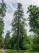 P5287156